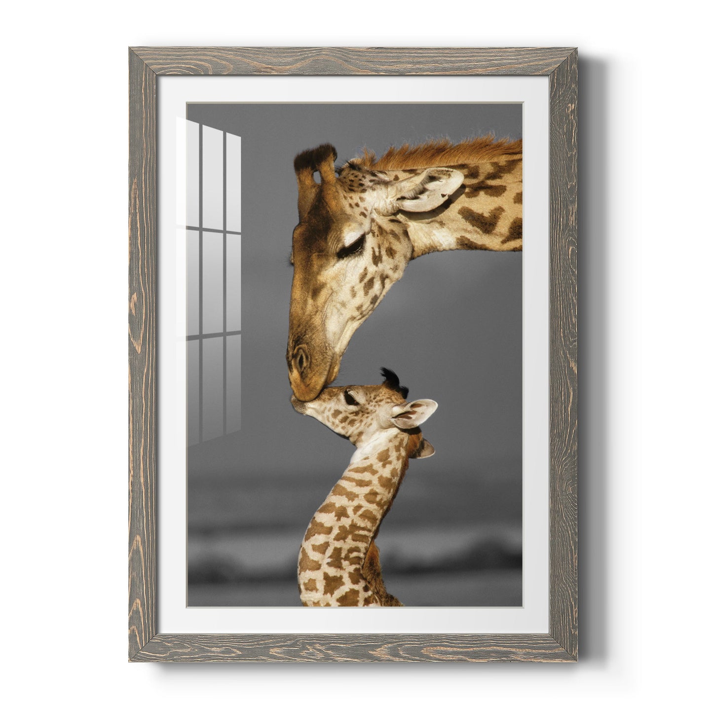 Masai Mara Giraffe Family - Premium Framed Print - Distressed Barnwood Frame - Ready to Hang