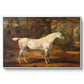 Grey Arabian Stallion, Property of Sir Watkin Williams-Wynn, c. 1817 - Floater Framed Canvas Print