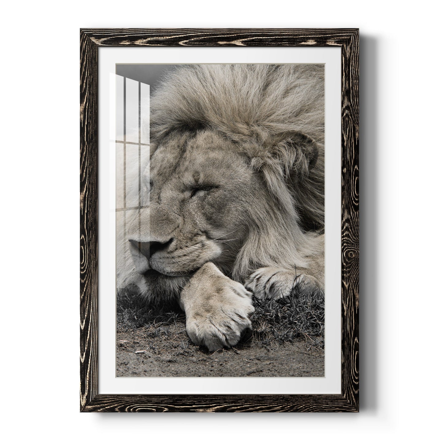 Sleepy Afternoon in Masai Mara - Premium Framed Print - Distressed Barnwood Frame - Ready to Hang