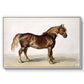 A Cart-Horse - Floater Framed Canvas Print