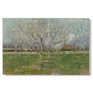 Canvas art print portraying evenly spaced trees covered in blossoms across flat orchard landscape, set against a white background
