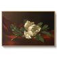 Magnolia on Red Velvet, c. 1885-1890 - Floater Framed Canvas Print