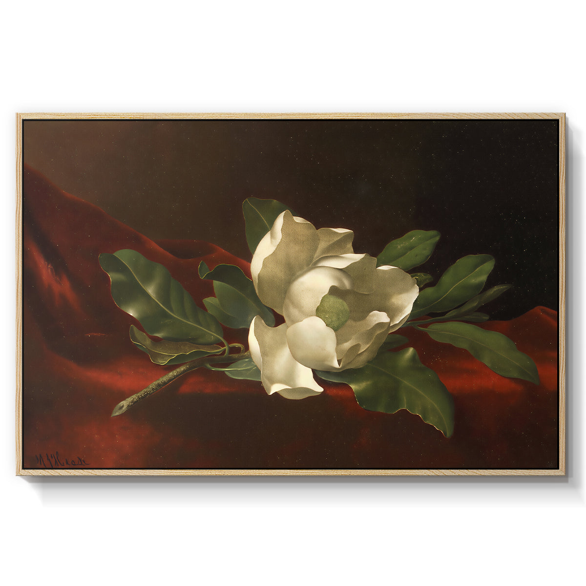 Magnolia on Red Velvet, c. 1885-1890 - Floater Framed Canvas Print