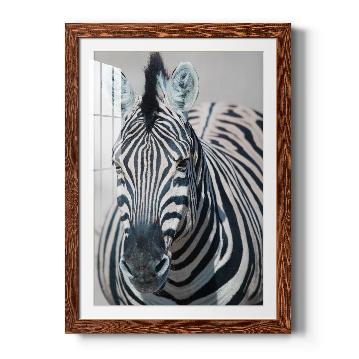 Namibia Zebra - Premium Framed Print - Distressed Barnwood Frame - Ready to Hang