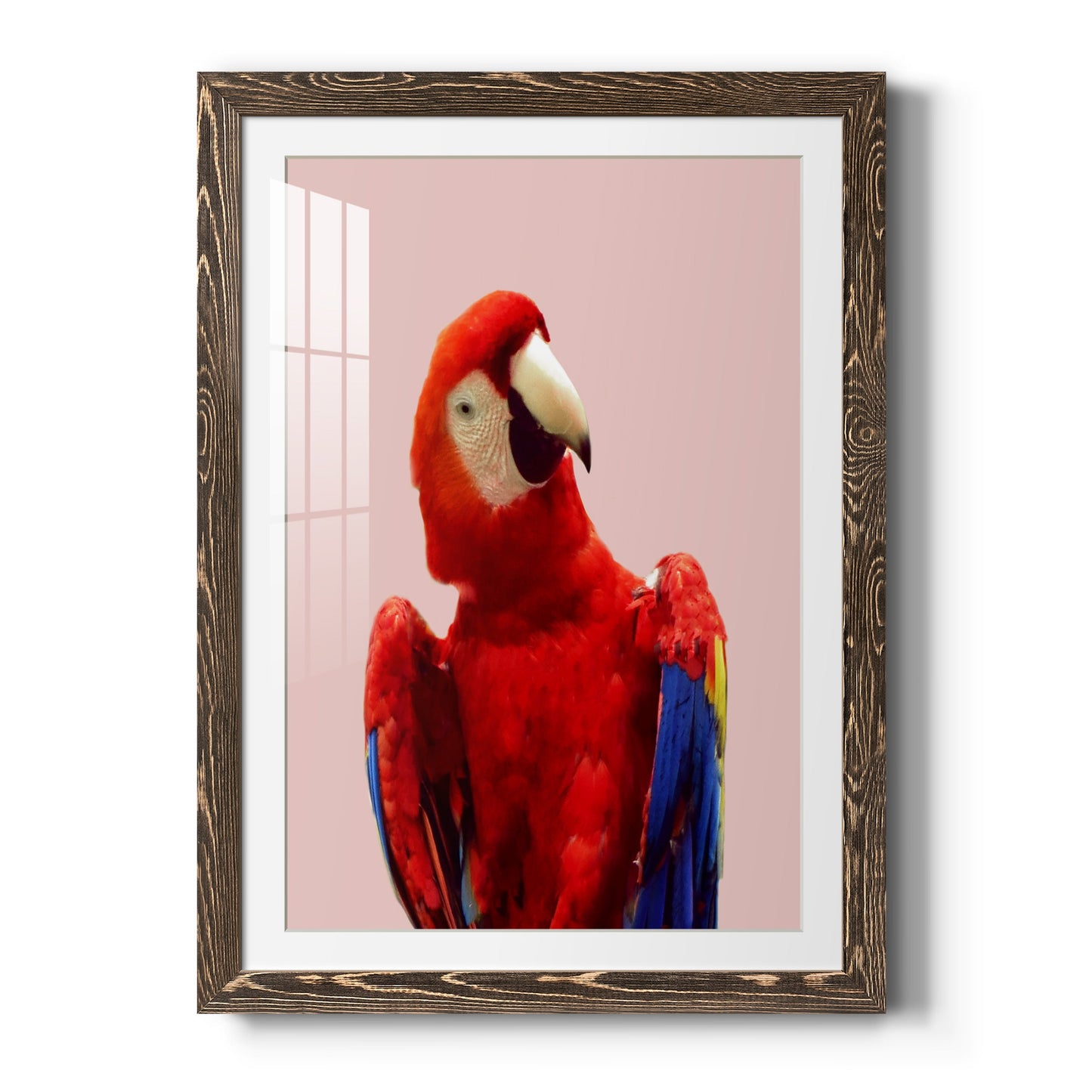 Honduras Wildlife - Premium Framed Print - Distressed Barnwood Frame - Ready to Hang