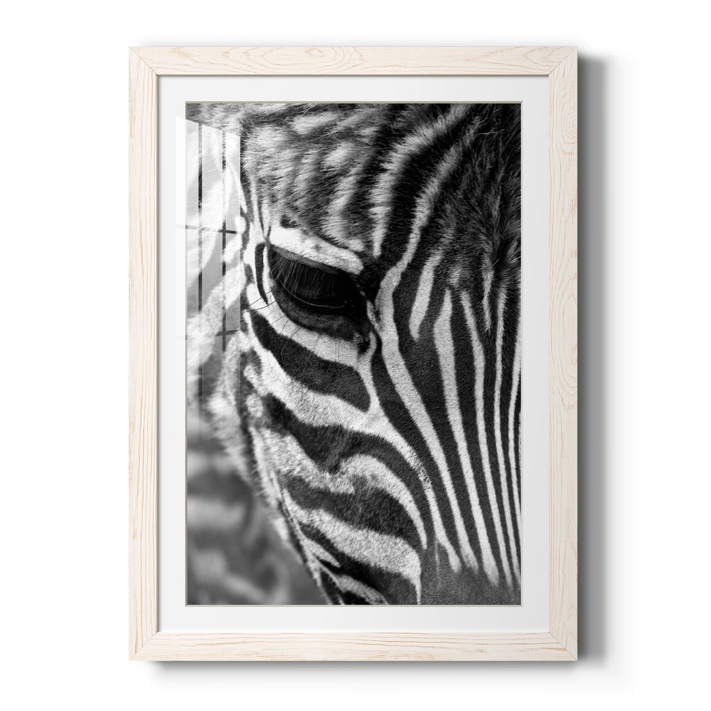 Zebra Colt - Premium Framed Print - Distressed Barnwood Frame - Ready to Hang