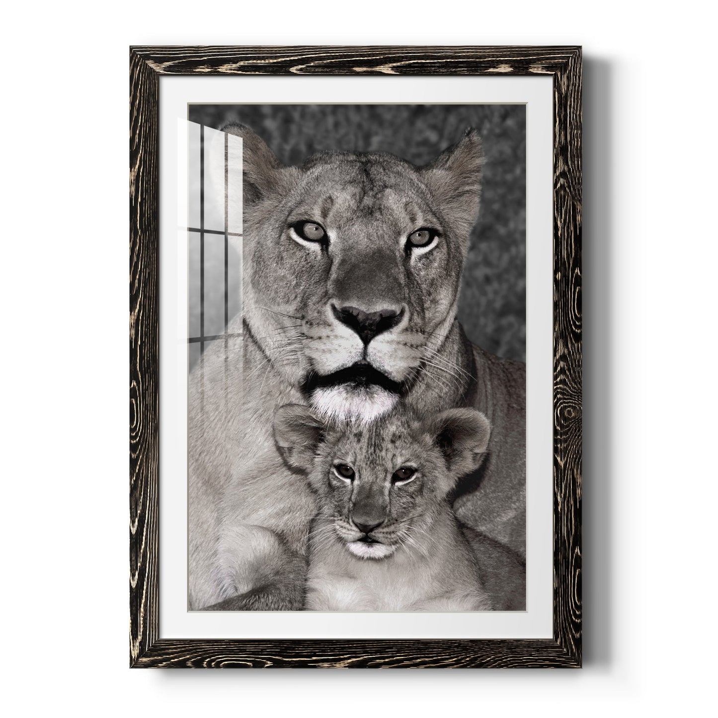 Lioness and Cub - Premium Framed Print - Distressed Barnwood Frame - Ready to Hang