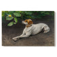 Canvas art print portraying a dog lying on ground with head raised in natural outdoor setting, set against a white background