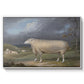 A Border Leicester Ewe, c. 1795-1800 - Floater Framed Canvas Print