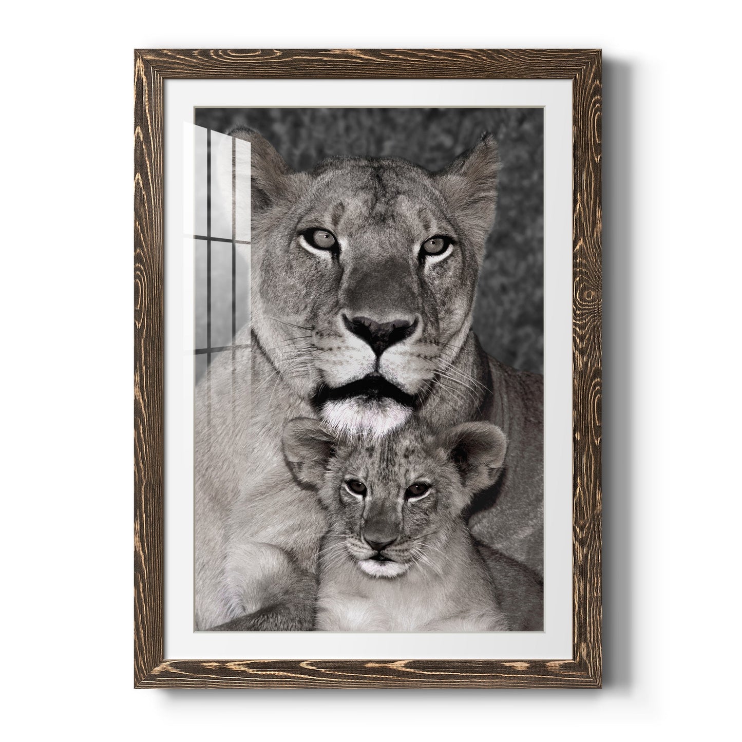 Lioness and Cub - Barnwood Framed Art Print
