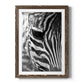 Zebra Colt - Premium Framed Print - Distressed Barnwood Frame - Ready to Hang