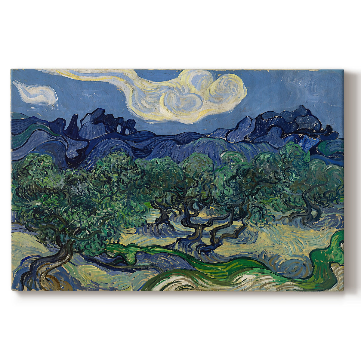 Canvas art print portraying an olive grove with twisted trees set before distant mountain range, set against a white background