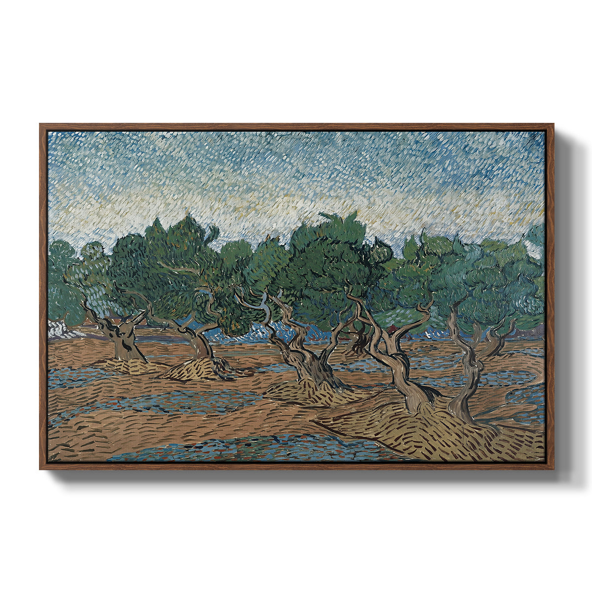 Olive Trees, 1889 - Floater Framed Canvas Print