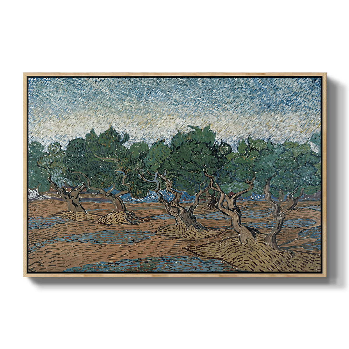 Olive Trees, 1889 - Floater Framed Canvas Print