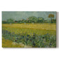 Canvas art print portraying an open field filled with irises stretching across landscape under bright sky, set against a white background