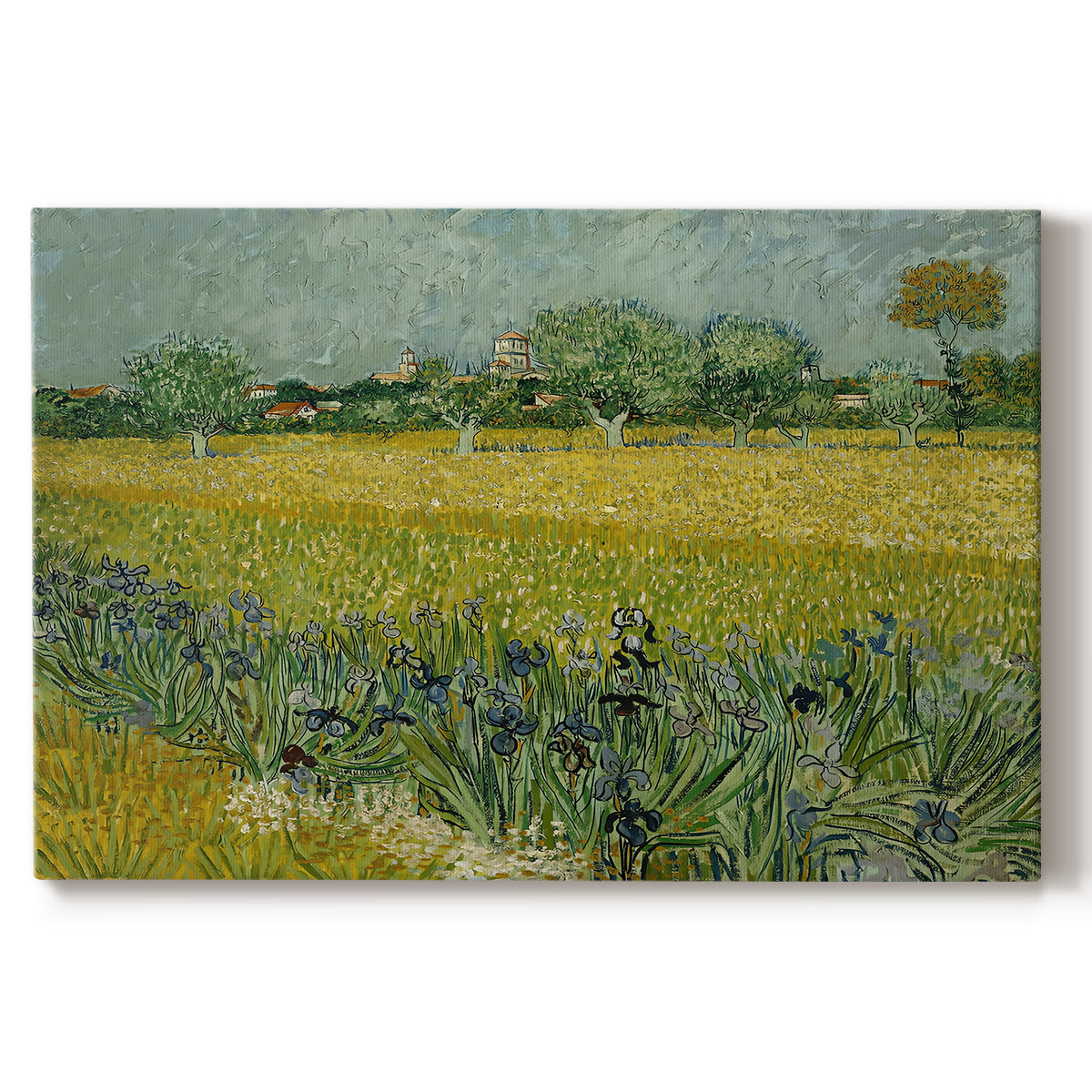 Canvas art print portraying an open field filled with irises stretching across landscape under bright sky, set against a white background
