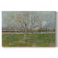 Canvas art print portraying evenly spaced trees covered in blossoms across flat orchard landscape, set against a white background