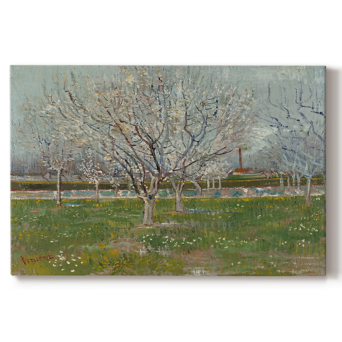 Canvas art print portraying evenly spaced trees covered in blossoms across flat orchard landscape, set against a white background