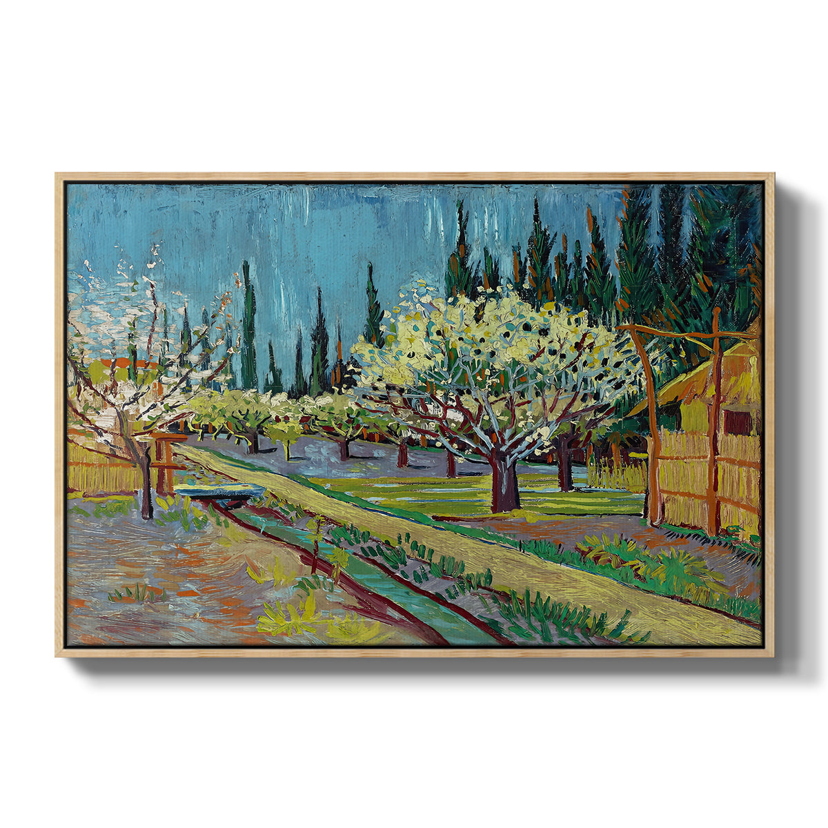 Orchard in Blossom, Bordered by Cypresses, 1888 - Floater Framed Canvas Print