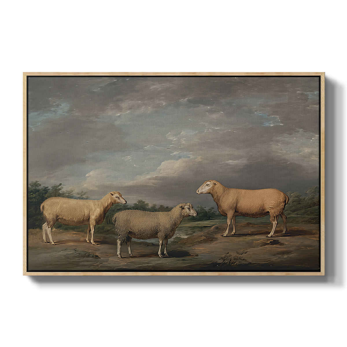 Ryelands Sheep, the King's Ram, the King's Ewe and Lord Somerville's Wether, c. 1801-1807 - Floater Framed Canvas Print