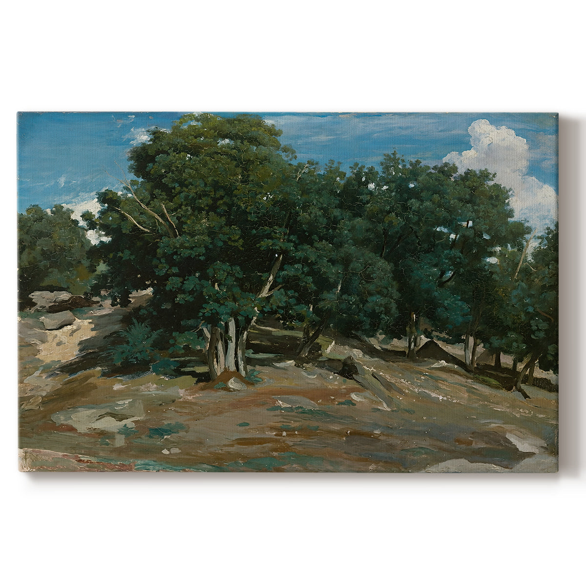 Canvas art print portraying large oak trees dominating forest landscape with open ground beneath, set against a white background