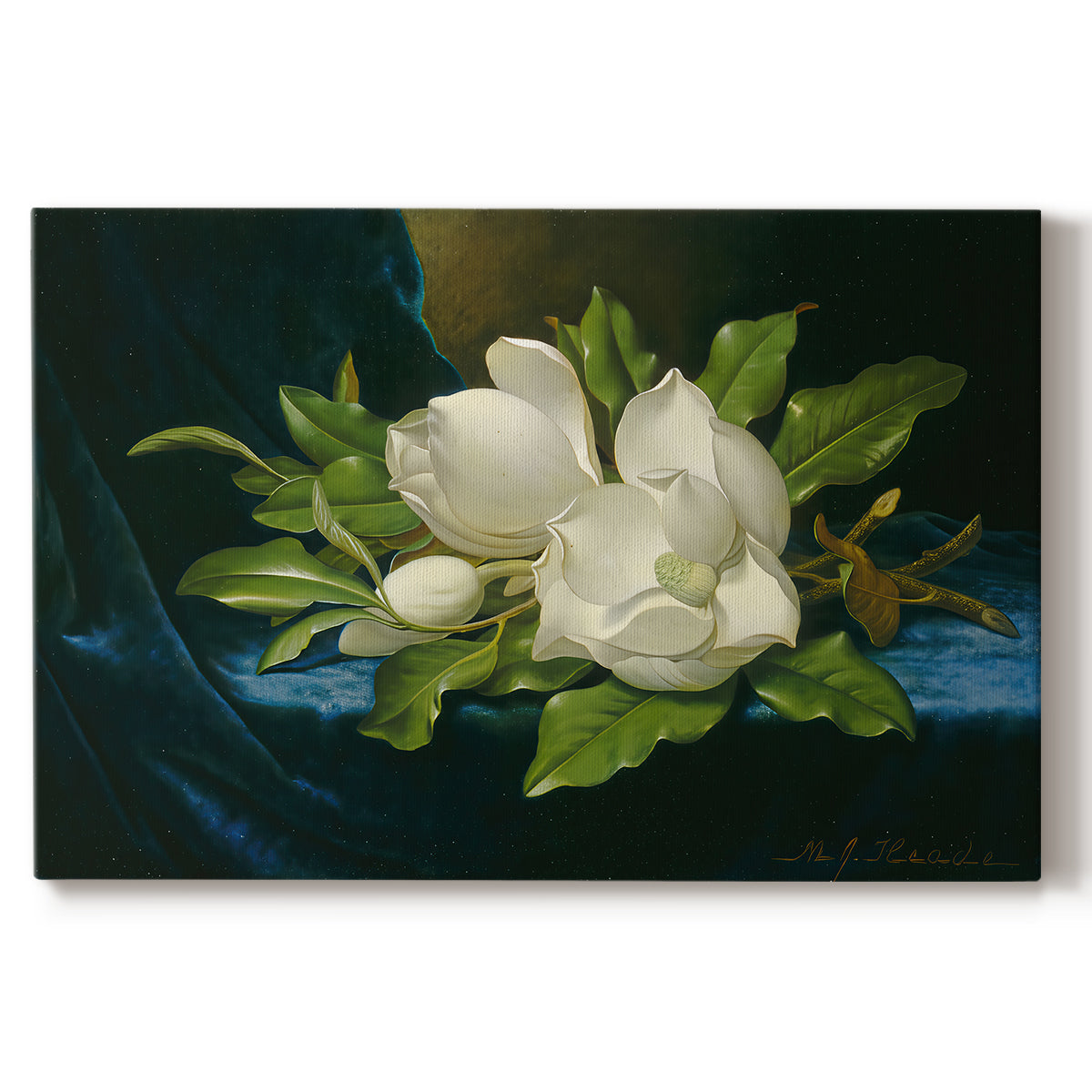 Canvas art print portraying a large magnolia flowers arranged on blue velvet, set against a white background