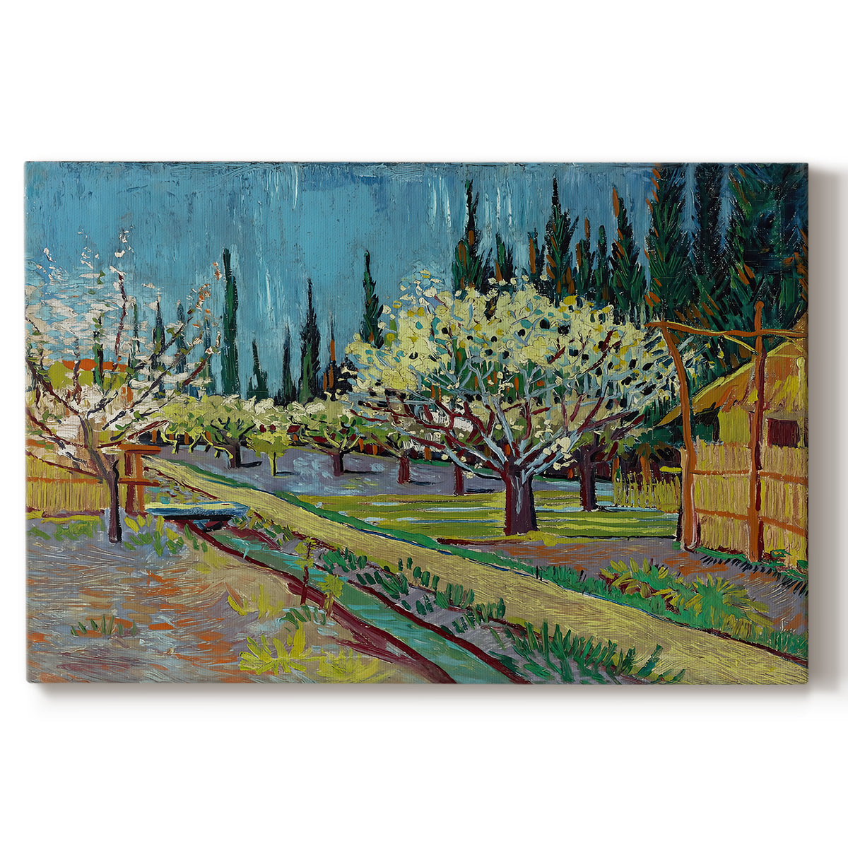 Canvas art print portraying rows of flowering trees enclosed by tall cypress trees in orchard setting, set against a white background