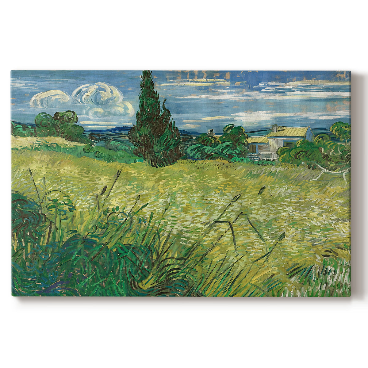 Canvas art print portraying a wheat field with tall cypress tree rising against vivid sky, set against a white background