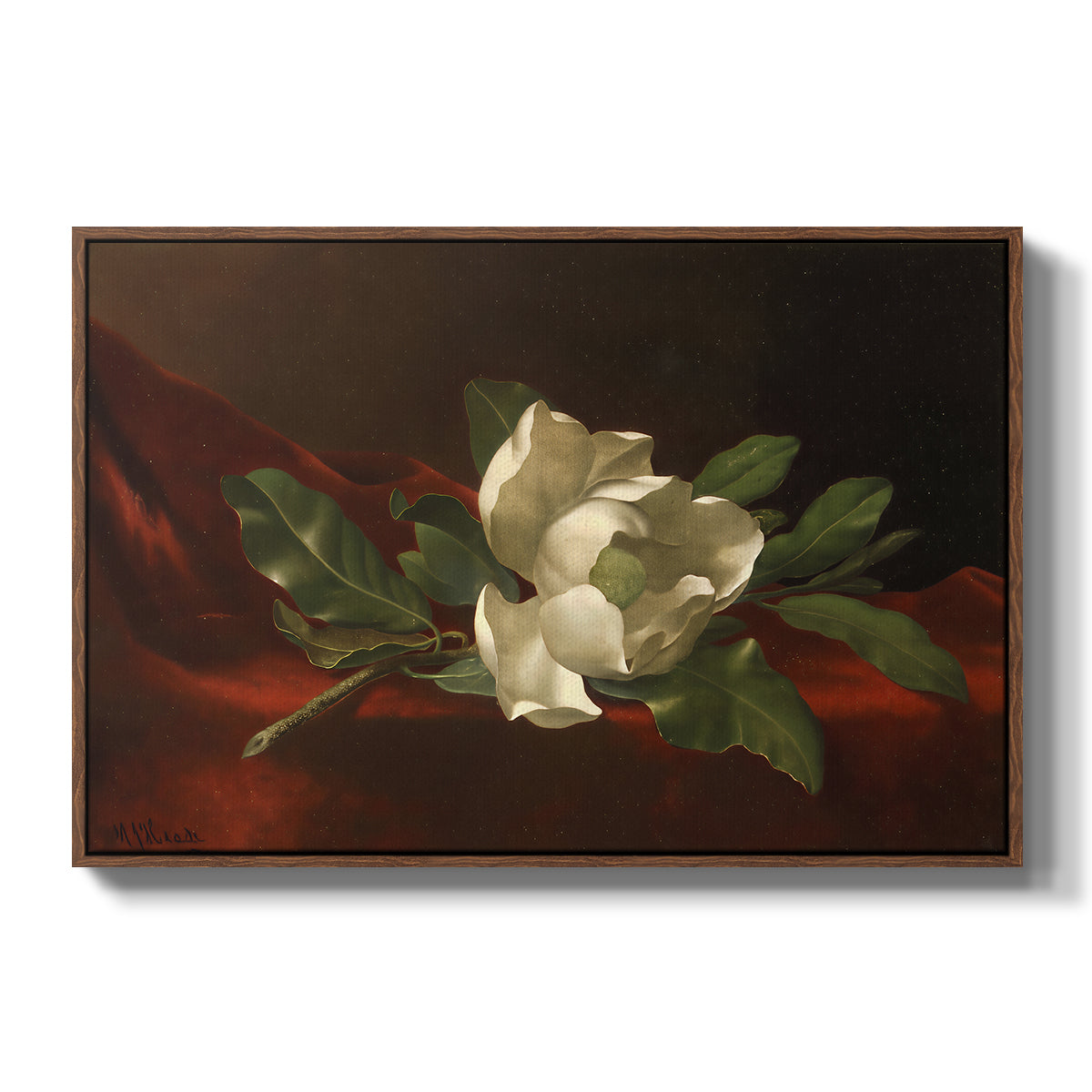 Magnolia on Red Velvet, c. 1885-1890 - Floater Framed Canvas Print