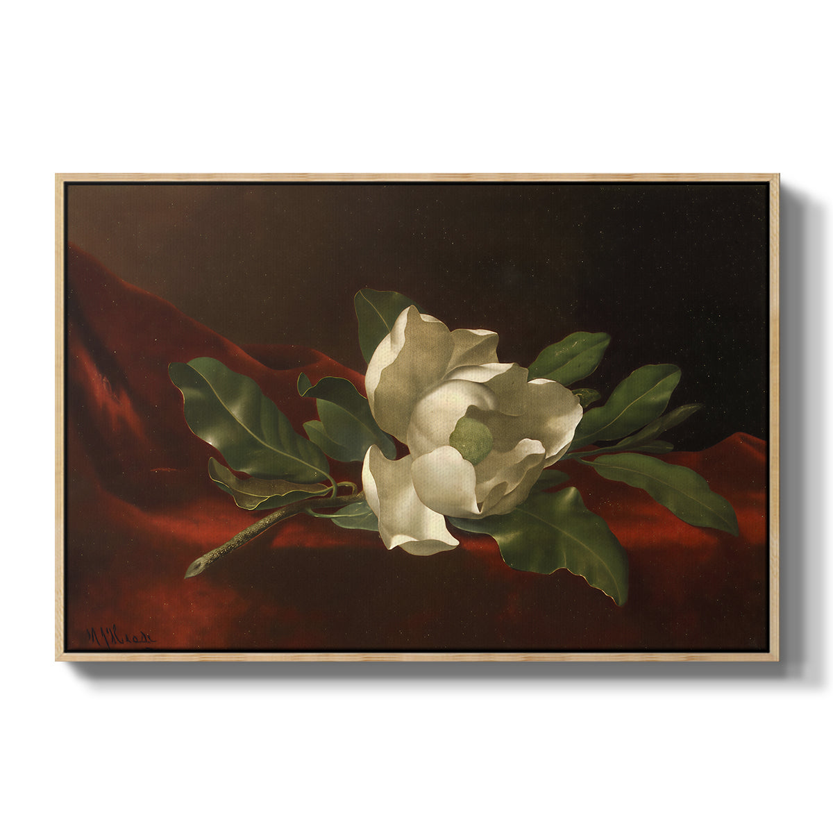 Magnolia on Red Velvet, c. 1885-1890 - Floater Framed Canvas Print