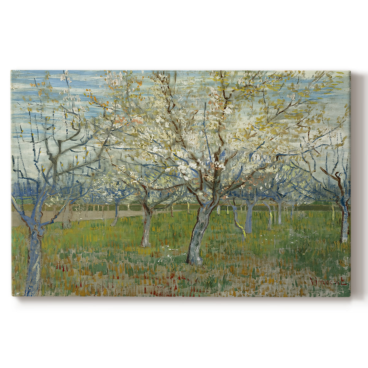 Canvas art print portraying an orchard in bloom with pink blossoms across soft landscape, set against a white background