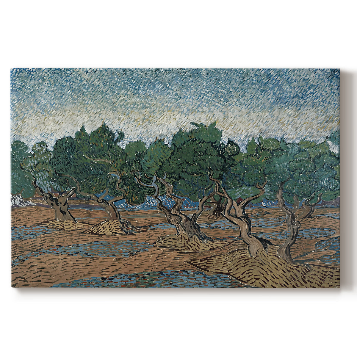 Canvas art print portraying twisting olive trees set within rolling landscape under vibrant sky, set against a white background