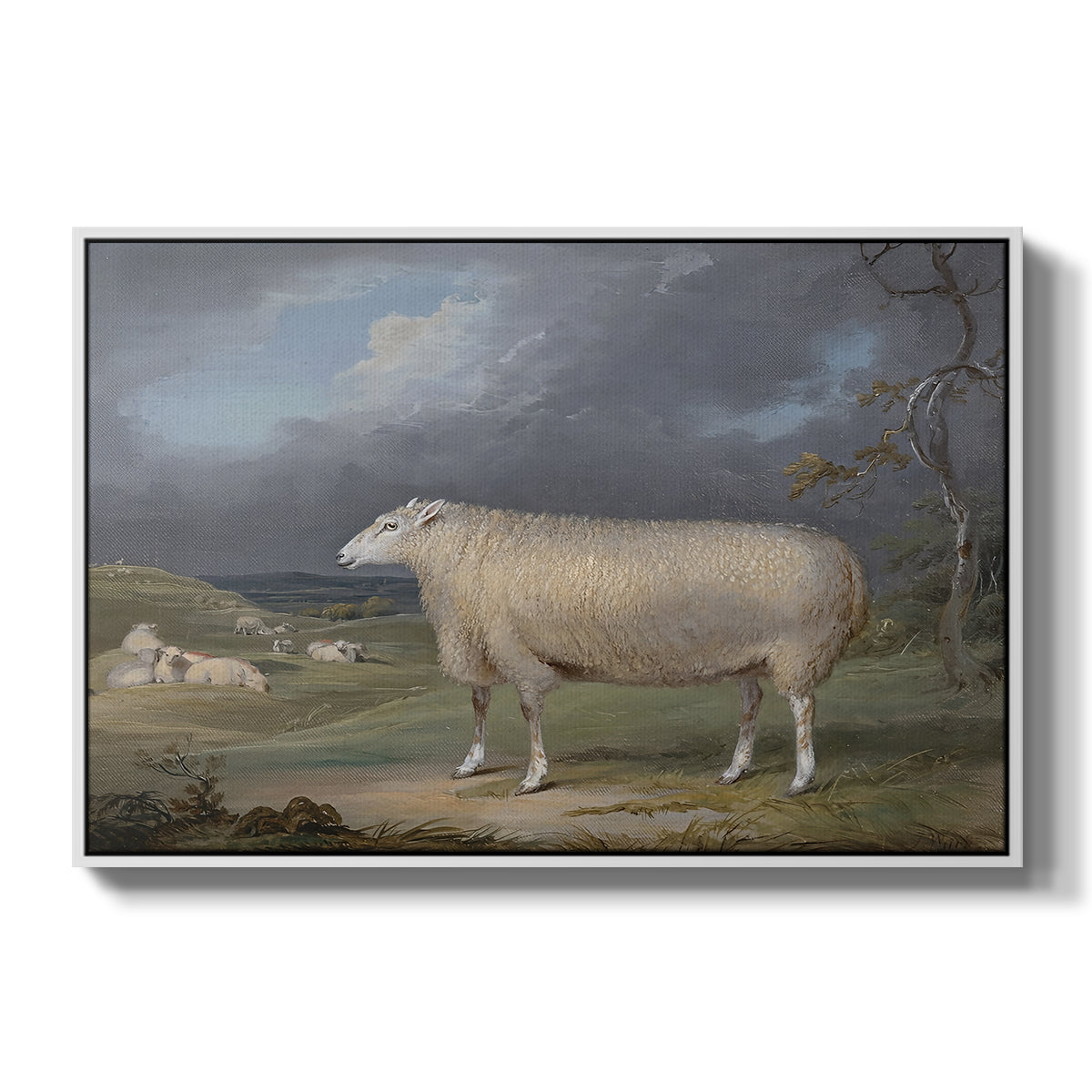 A Border Leicester Ewe, c. 1795-1800 - Floater Framed Canvas Print