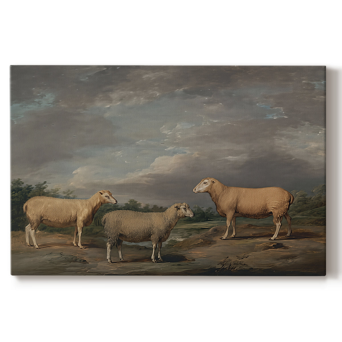 Canvas art print portraying a group of sheep standing together in open pasture, set against a white background