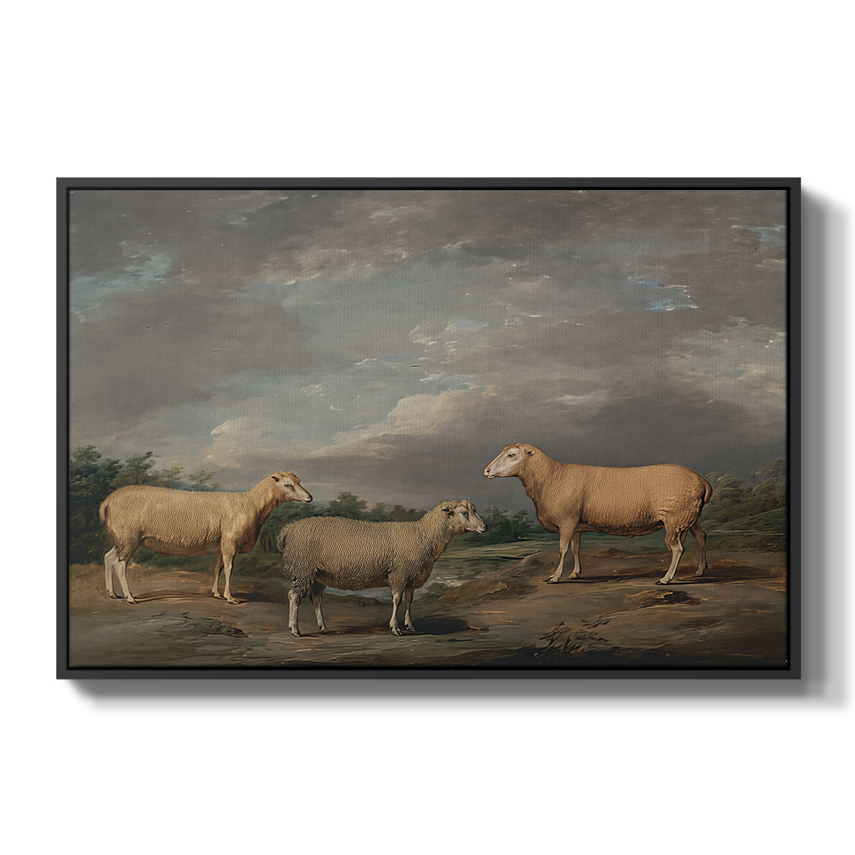 Ryelands Sheep, the King's Ram, the King's Ewe and Lord Somerville's Wether, c. 1801-1807 - Floater Framed Canvas Print