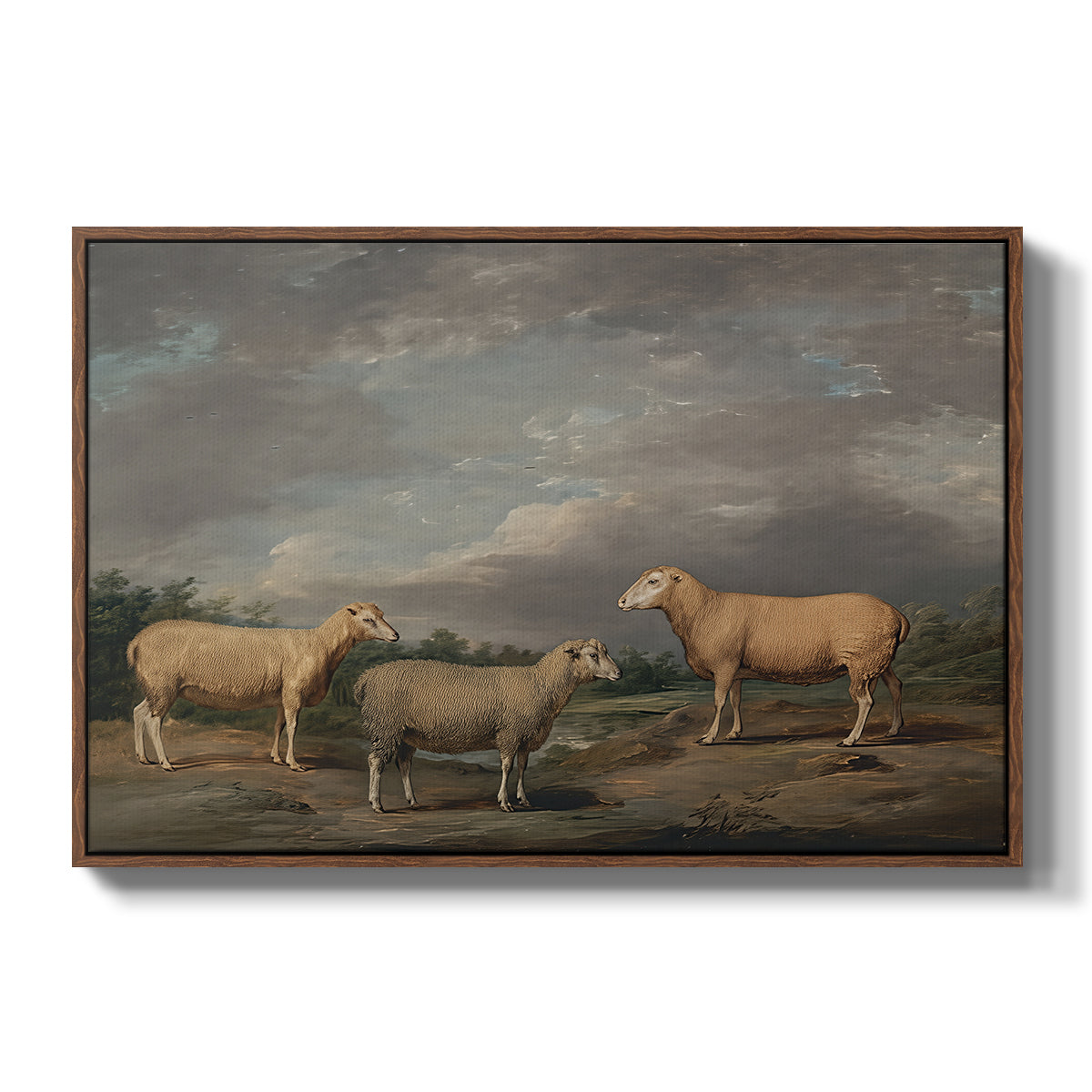 Ryelands Sheep, the King's Ram, the King's Ewe and Lord Somerville's Wether, c. 1801-1807 - Floater Framed Canvas Print