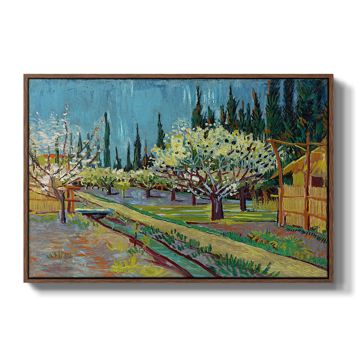 Orchard in Blossom, Bordered by Cypresses, 1888 - Floater Framed Canvas Print