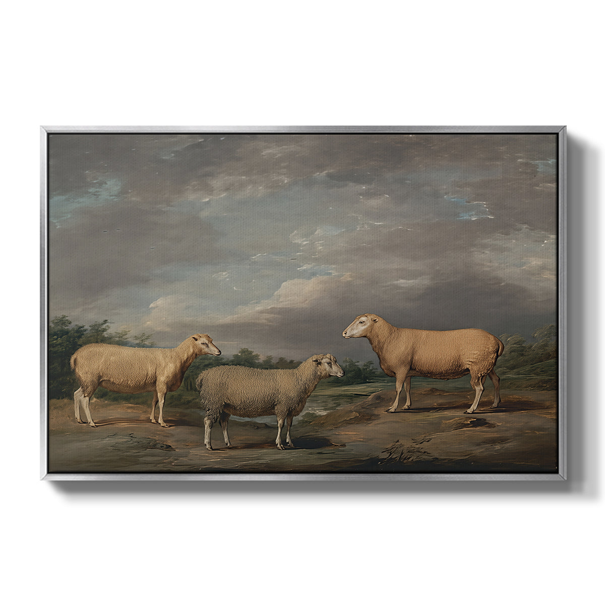 Ryelands Sheep, the King's Ram, the King's Ewe and Lord Somerville's Wether, c. 1801-1807 - Floater Framed Canvas Print
