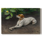 Canvas art print portraying a dog lying on ground with head raised in natural outdoor setting, set against a white background