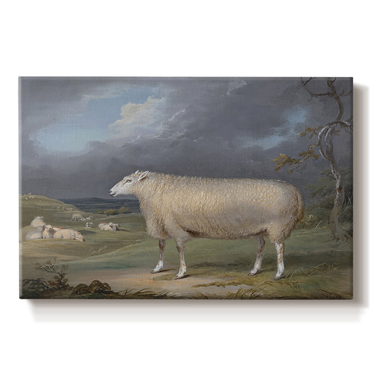 Canvas art print portraying a single sheep standing in open pasture under soft sky, set against a white background