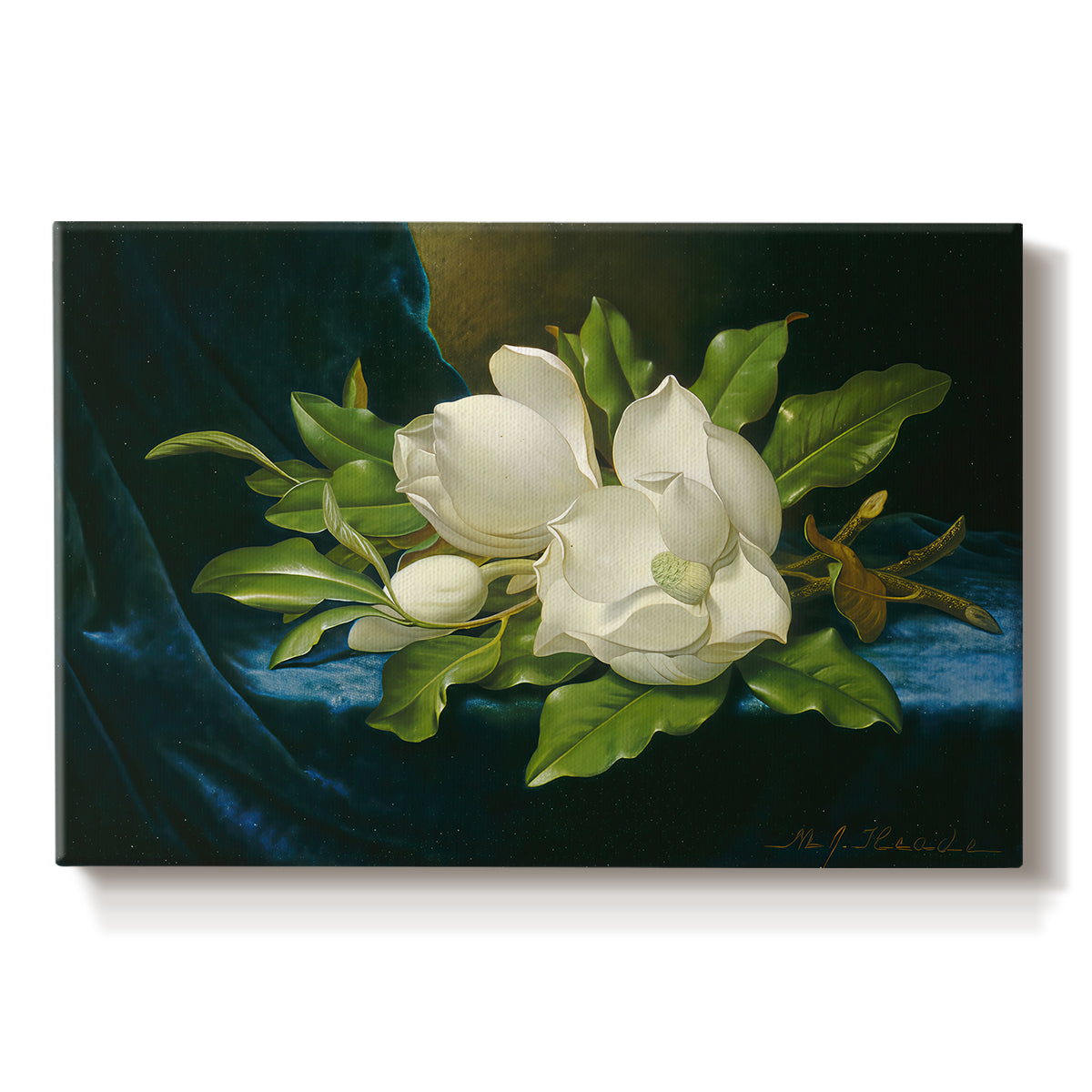 Canvas art print portraying a large magnolia flowers arranged on blue velvet, set against a white background