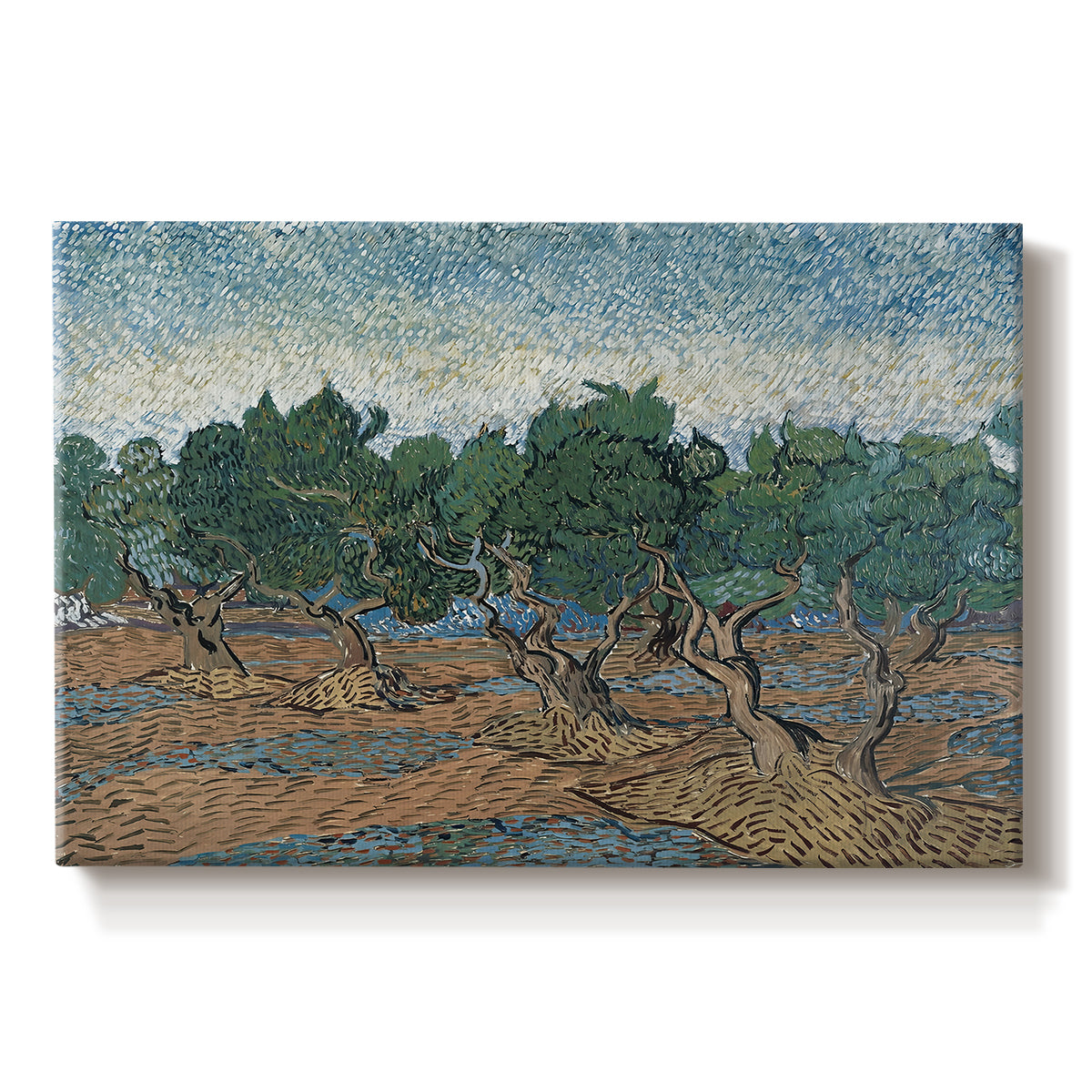 Canvas art print portraying twisting olive trees set within rolling landscape under vibrant sky, set against a white background