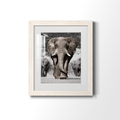 Botswana Patriarch - Premium Framed Print - Distressed Barnwood Frame - Ready to Hang