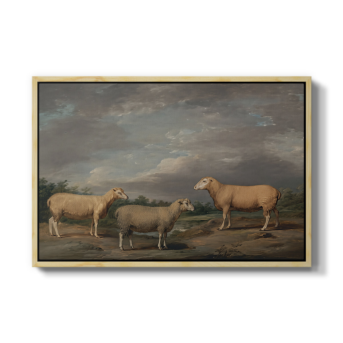 Ryelands Sheep, the King's Ram, the King's Ewe and Lord Somerville's Wether, c. 1801-1807 - Floater Framed Canvas Print