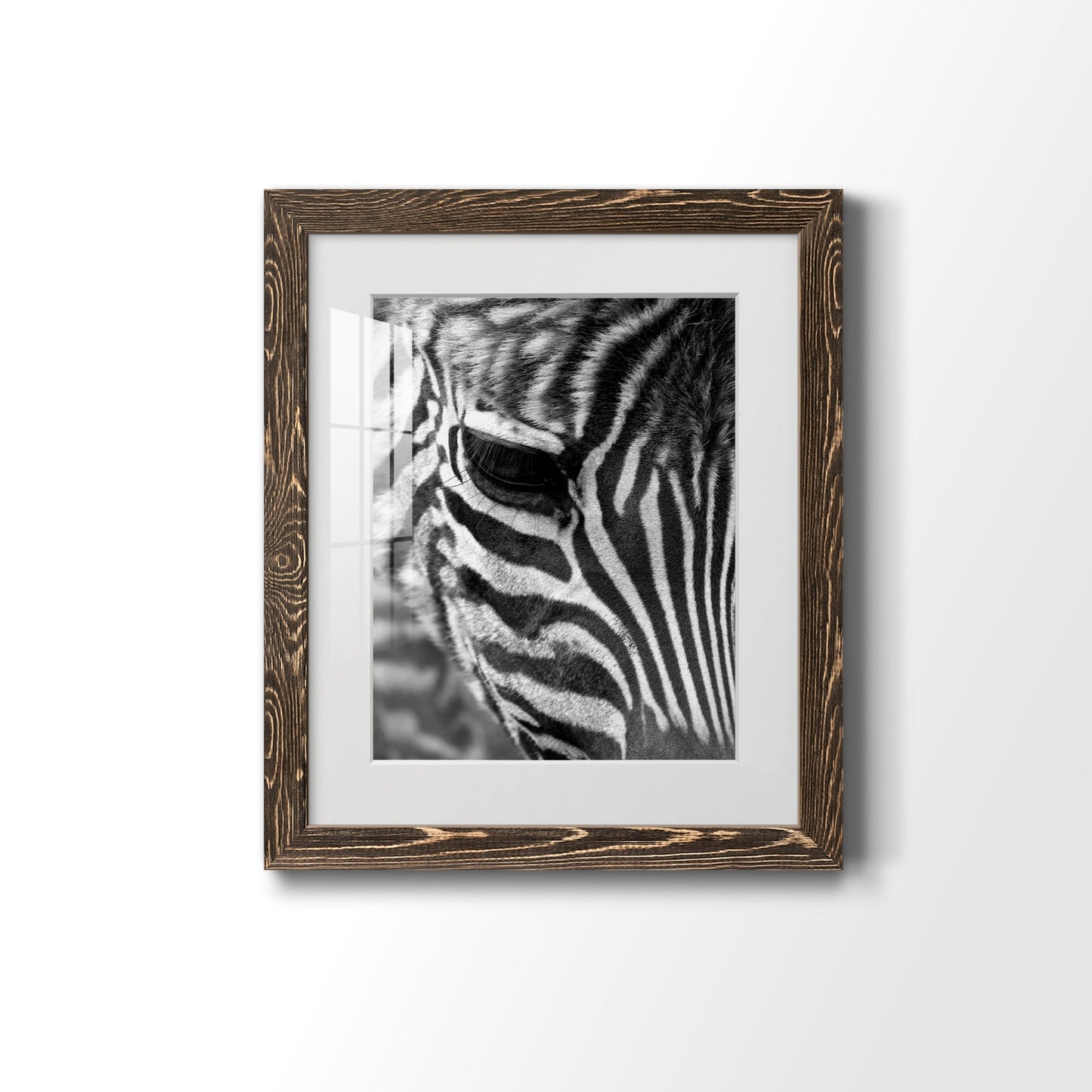 Zebra Colt - Premium Framed Print - Distressed Barnwood Frame - Ready to Hang