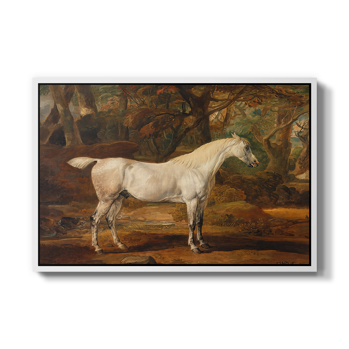 Grey Arabian Stallion, Property of Sir Watkin Williams-Wynn, c. 1817 - Floater Framed Canvas Print