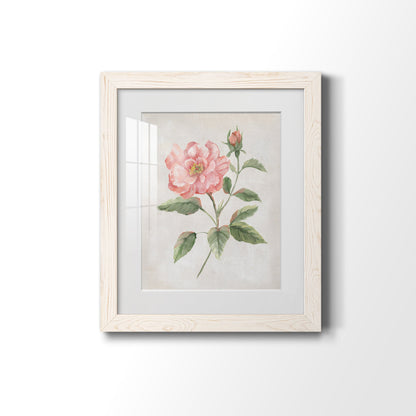 Grandiflora II - Premium Framed Print - Distressed Barnwood Frame - Ready to Hang