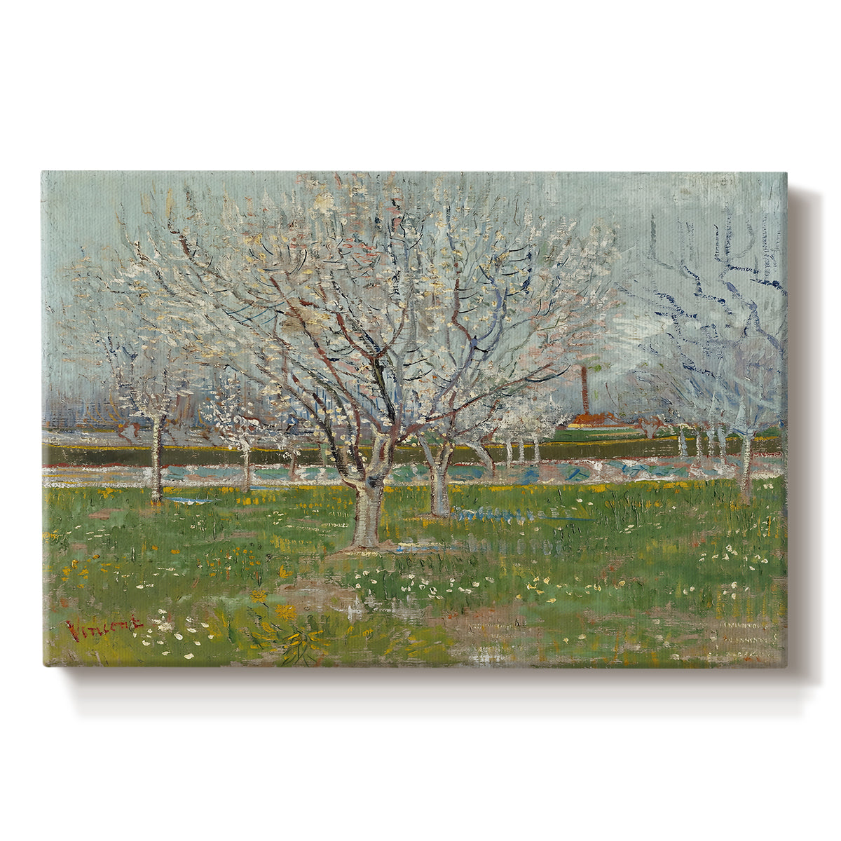 Canvas art print portraying evenly spaced trees covered in blossoms across flat orchard landscape, set against a white background