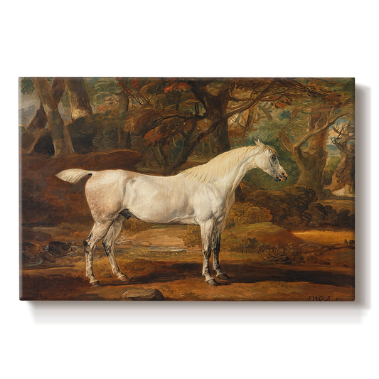 Canvas art print portraying a grey Arabian stallion standing in landscape with refined posture, set against a white background
