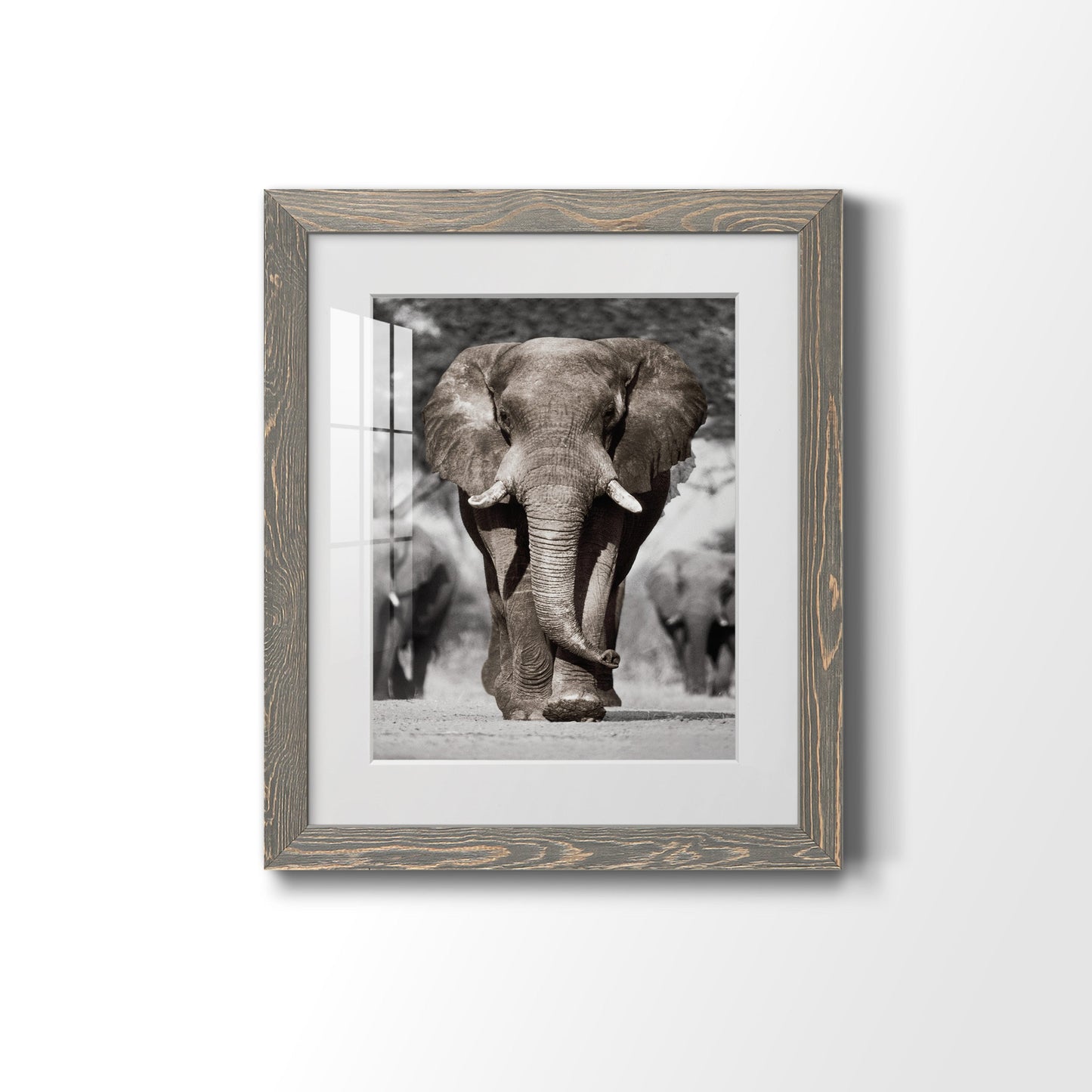 Botswana Patriarch - Premium Framed Print - Distressed Barnwood Frame - Ready to Hang